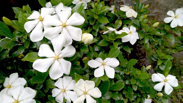 クチナシの花の画像