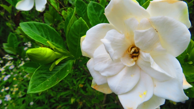 クチナシの花の画像