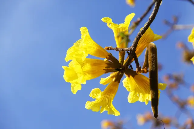 イペーの花の画像