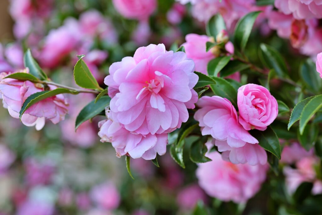 綺麗な山茶花