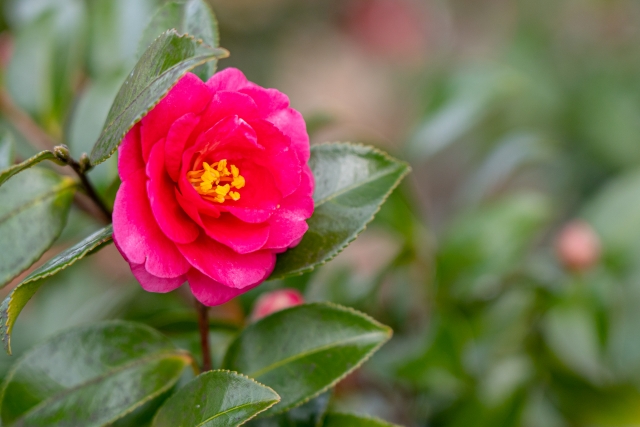 赤い山茶花