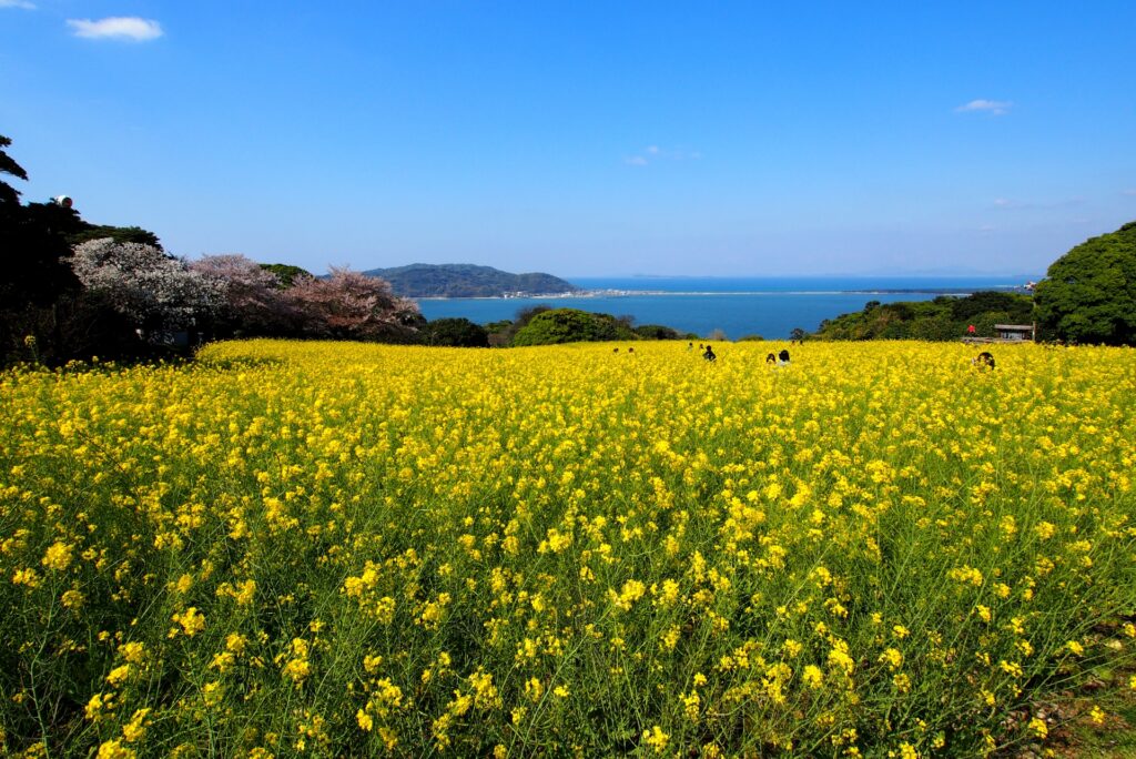 バックに海が映る、菜の花畑