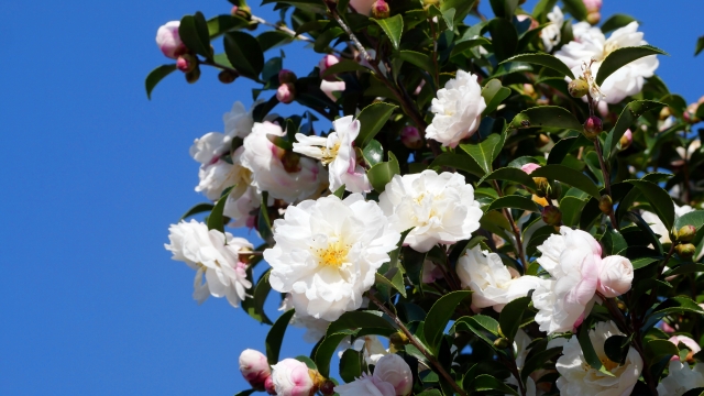 白い山茶花