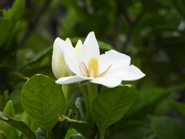 クチナシの花の画像