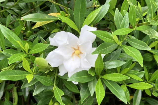 クチナシの花の画像