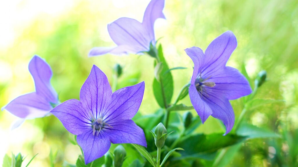 きれいな桔梗の花言葉は少し怖いイメージ