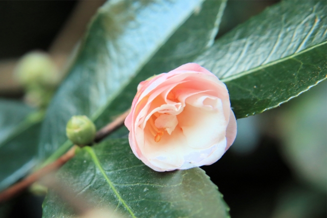 ピンクの山茶花