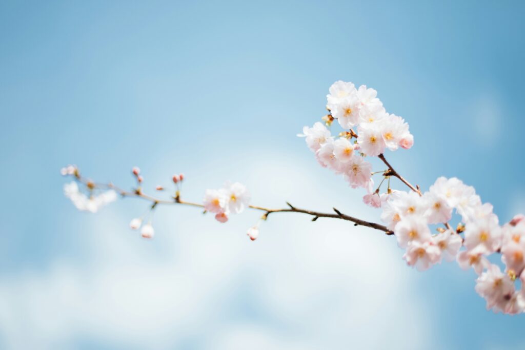 桜の花