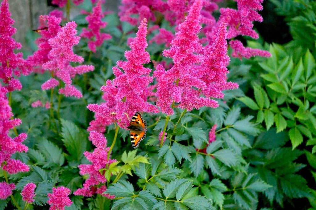 赤いアスチルベの花、花言葉は恋の訪れ