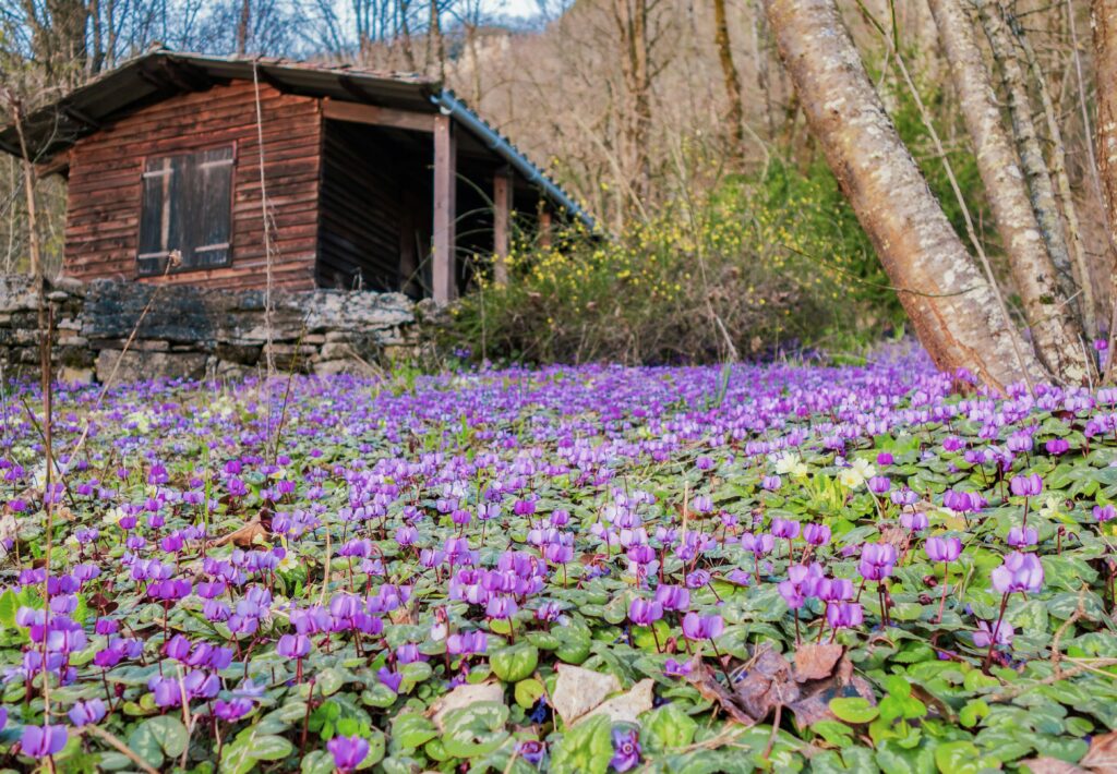 小屋の前にシクラメンの花畑