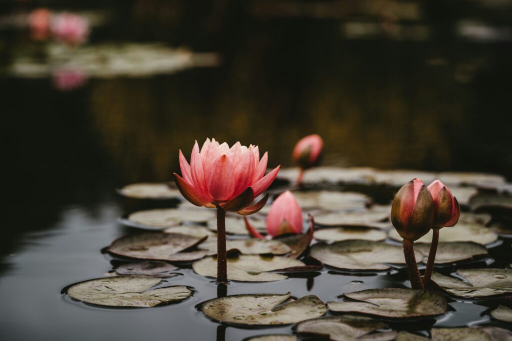 スイレンの花