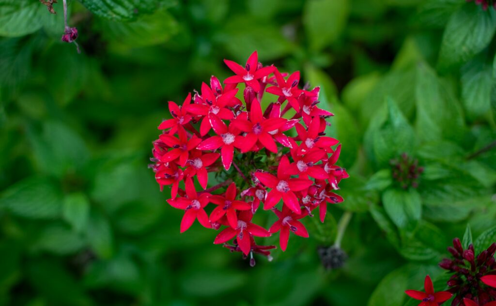 ペンタスの花言葉は「願い事」「希望がかなう」