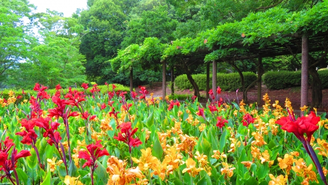 カンナの花畑