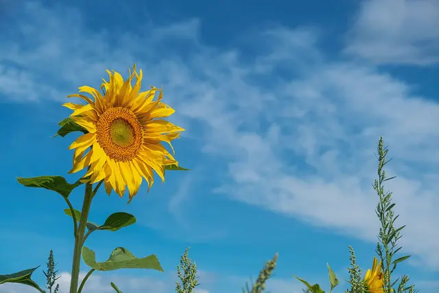 大空の背景に咲くひまわり