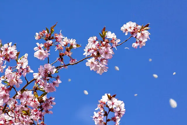 桜が散る画像