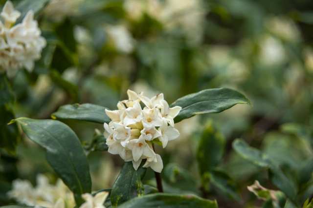 白の沈丁花の花