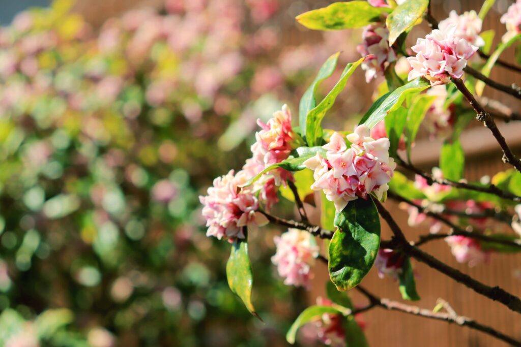 ピンクの沈丁花の花