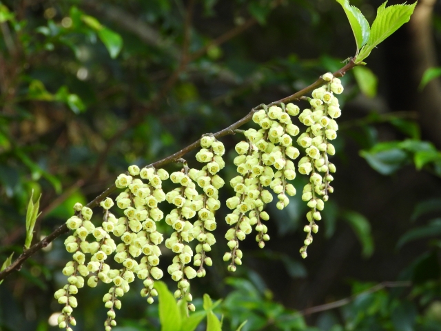 キブシの花、ブドウのように見える