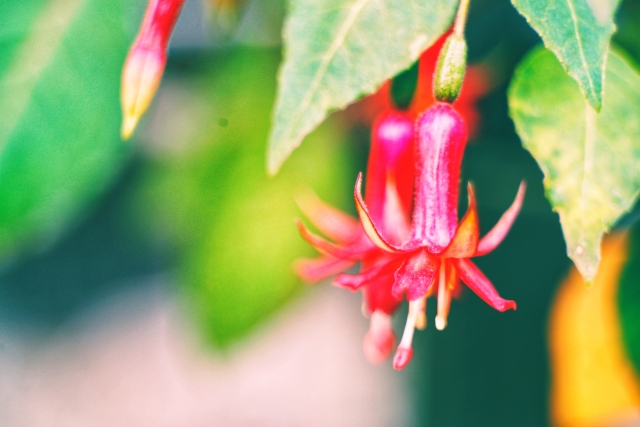 赤いフクシアの花