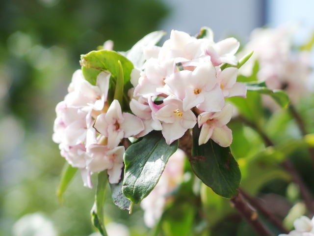 白の沈丁花の花