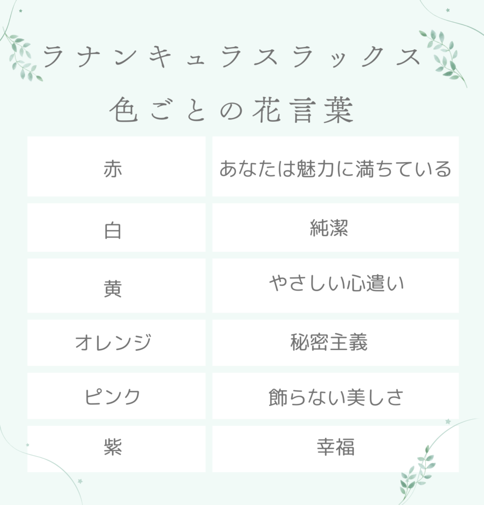 ラナンキュラスラックスの色ごとの花言葉