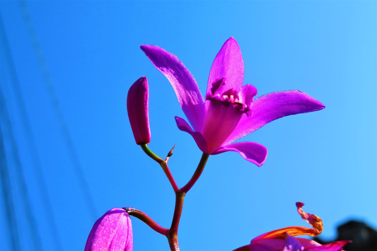 紫蘭の花::背景は青空